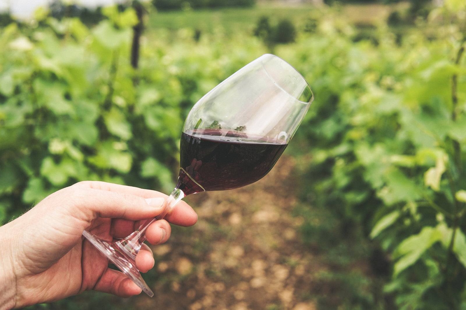 Rotwein
